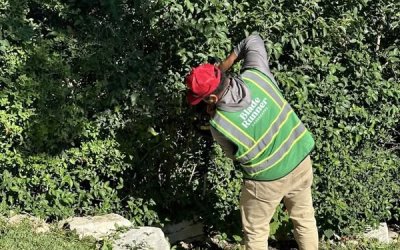 Commercial Tree Trimming  Georgetown, TX | Trusted Certified Arborists