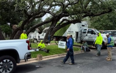 Live Oak Tree Restoration in Travis County | Blade Runner Tree Service