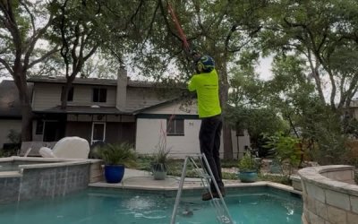 Expert Residential Tree Trimming in Round Rock, TX | Case Study