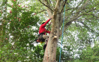 How to Keep Your Austin Trees Healthy in a Drought