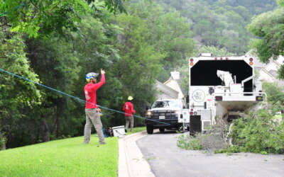 Expert Tree Felling Services in Austin, TX