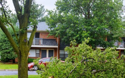 Prompt Emergency Tree Removal by Blade Runner Tree Service in Cedar Park, TX