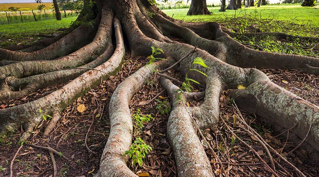 Do Tree Roots Grow Back If You Cut Them?