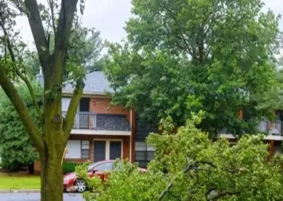 A tree during emergency tree service in Austin, TX