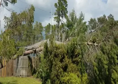 A tree during emergency tree service in Georgetown, TX