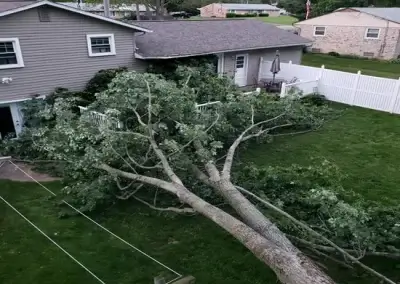 A lot during emergency tree service in Round Rock, TX