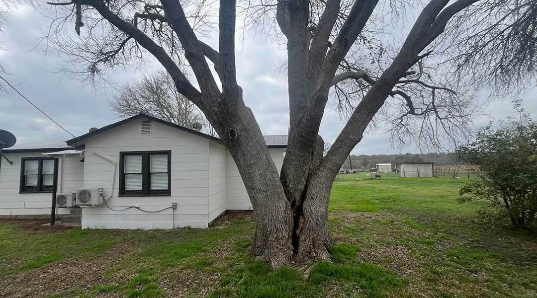 How To Protect Your Trees From Pests