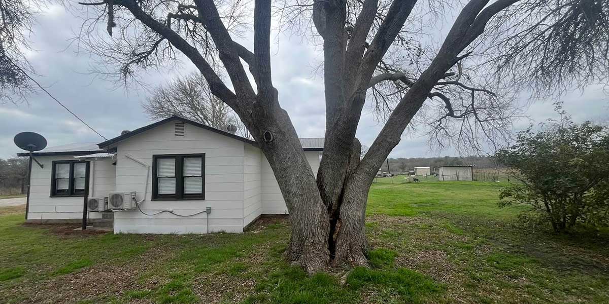 how to protect trees from pests​