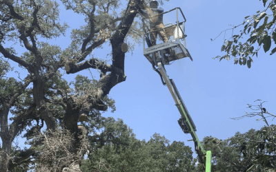 Revitalizing Live Oaks: Blade Runner Tree Service’s Expert Tree Pruning in Travis County, TX