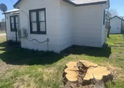 A stump before grinding in Austin, TX