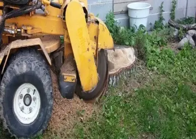 A stump during grinding in Cedar Park, TX