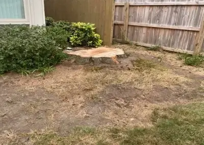A stump before grinding in Georgetown, TX