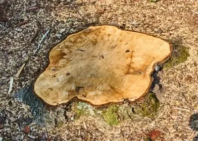 A stump before grinding in Round Rock, TX
