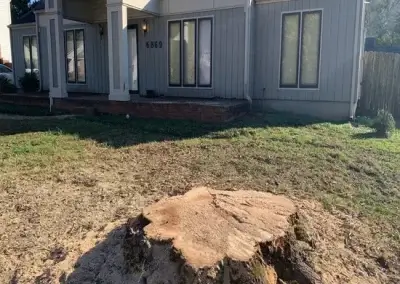 A stump before grinding in Travis County, TX