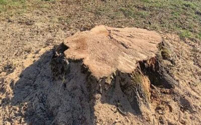 What’s the Difference Between Stump Grinding and Stump Removal?