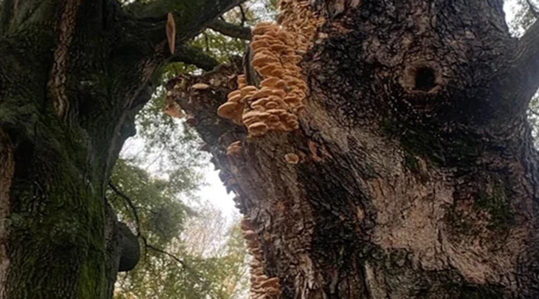 How To Tell If Your Tree Is Dying or Dead