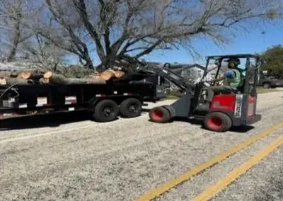 A tree after tree felling in Austin, TX