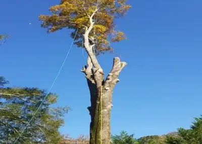 A tree being prepped for felling in Cedar Park, TX