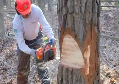 A team member during a tree felling in Georgetown, TX