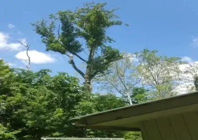 A tree felling in Hays county, TX