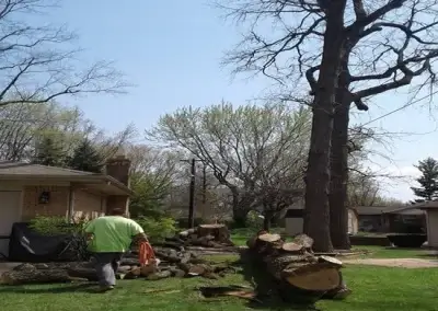 A lot after tree felling in Round Rock, TX
