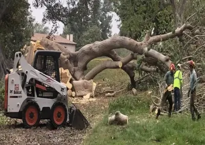 A tree after felling in Travis County, TX