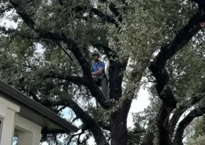 A team member completing tree health services