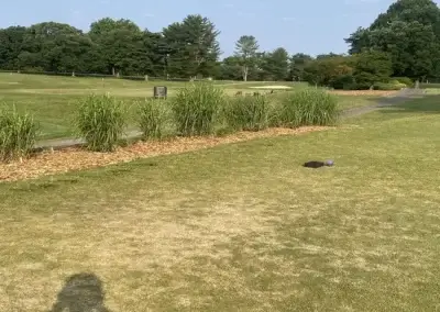 A group of trees before tree health services in Georgetown, TX