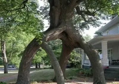 A tree before tree health services in Hays County, TX