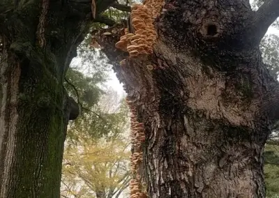 A tree before tree health services in Round Rock, TX