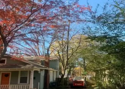 A house before tree health services in Travis County, TX