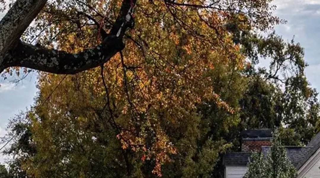 Why Are Your Tree’s Leaves Turning Yellow and Falling Off in the Summer?