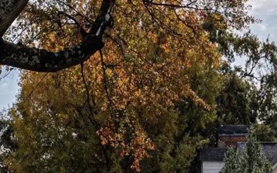 Why Are Your Tree’s Leaves Turning Yellow and Falling Off in the Summer?