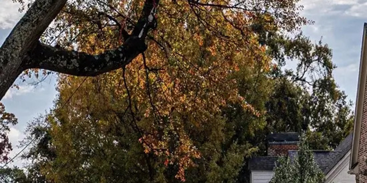 tree leaves turning yellow and falling off in summer