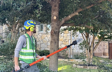 Routine Tree Pruning From Blade Runner Tree Service Keeps One Austin Property Beautiful Each Spring