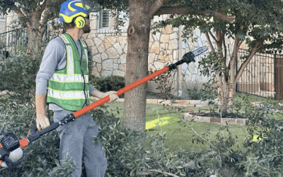 Enhancing Landscapes: Blade Runner Tree Service’s Expert Tree Pruning in Austin, TX
