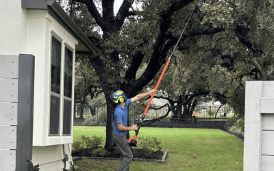 Revitalizing Outdoor Spaces: Blade Runner Tree Service’s Expert Tree Pruning in Hays County, TX