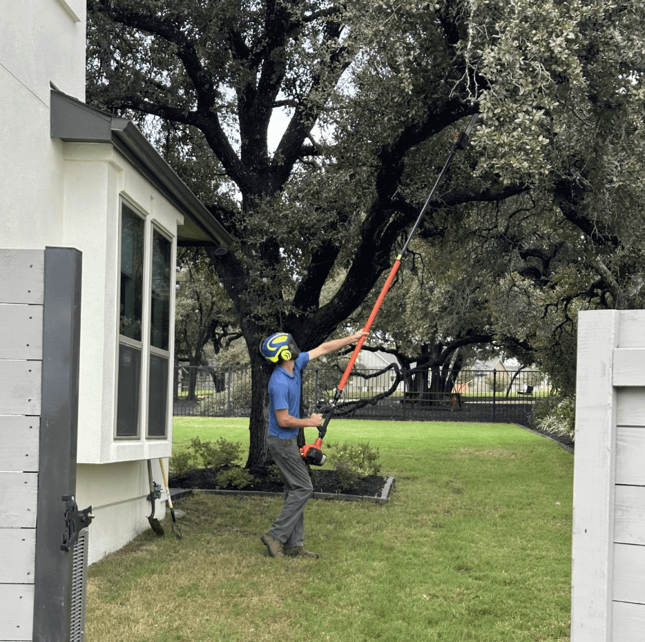 A team member completing a tree pruning in Hays County, TX