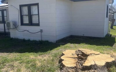 Does Cutting Down Trees Increase Property Value in Hays County, TX?