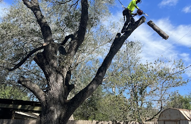 Tree Removal in Austin, Texas: How Blade Runner Tree Service Helped a Homeowner Regain Backyard Space