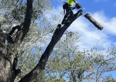 A tree during removal in Austin, TX