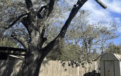 Transforming Landscapes: Blade Runner Tree Service’s Expert Tree Removal in Austin, TX