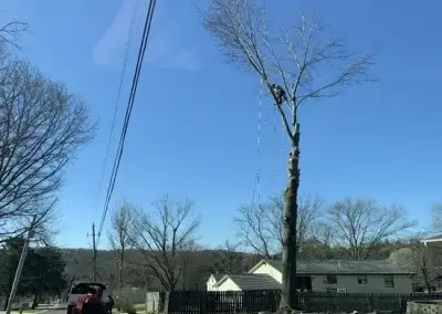 A tree during removal in Georgetown, TX