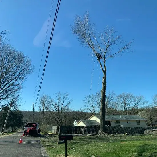 A tree during removal in Georgetown, TX
