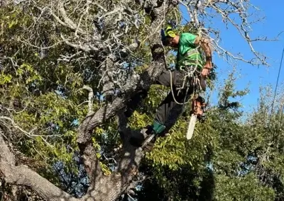 A tree during removal in Hays County, TX