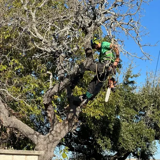 A tree during removal in Hays County, TX