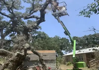 A tree during removal in Round Rock, TX