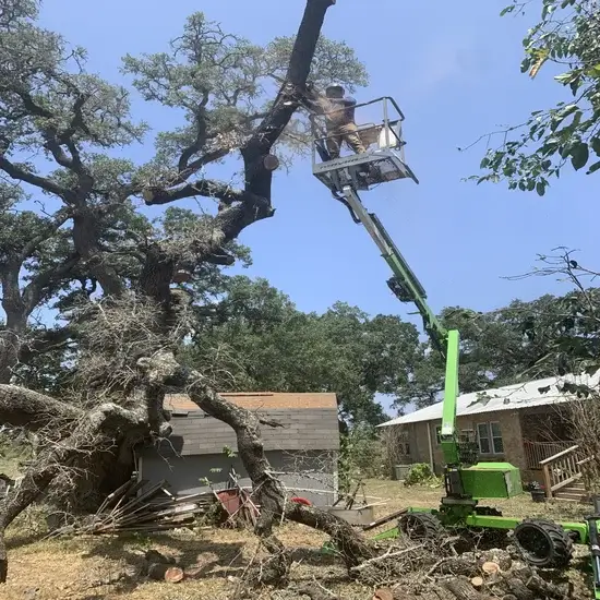 A tree during removal in Round Rock, TX