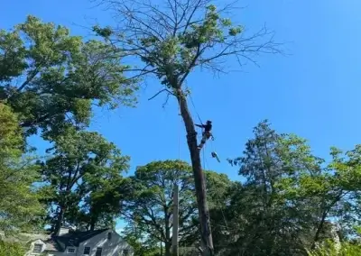 A tree removal in Travis County, TX