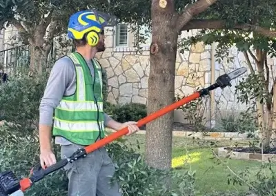 A tree during pruning in Austin, TX